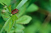The bug Graphosoma lineatum