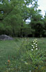 Narrow-leaved Helleborine on a wooded meadow