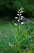 Photo ofNarrow-leaved Helleborine (Cephalanthera longifolia). Photographer: 