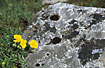 Foto af Filtet Solje (Helianthemum nummularium ssp. nummularium). Fotograf: 