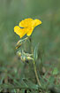 Foto af Filtet Solje (Helianthemum nummularium ssp. nummularium). Fotograf: 