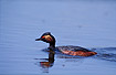 Swimming Black-necked Grebe