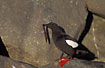 A Black Guillemot with fish in its beak
