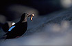 Black Guillemot with fish in its beak