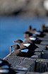 Black Guillemots resting on a pier
