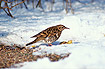 Whites Thrush is a very rare vagrant to Europe from Asia