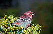 Male Pine Grosbeak photographed during the invasion in November 1998