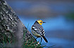 Male Citrine Wagtail