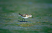 Young Little Stint