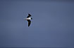 Photo ofLittle Gull (Larus minutus). Photographer: 