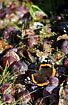 Red Admiral on plums