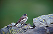 Photo ofSnow Finch (Montifringilla nivalis). Photographer: 
