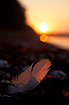 Feather and sunset