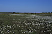flowering Common Cottongrass