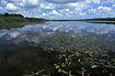 Lake with flowering Amphibious Bistort