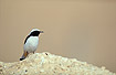 Adult male Mourning Wheatear