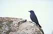 Photo ofBlue Rock Thrush (Monticola solitarius). Photographer: 