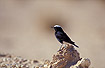 Adult White-crowned Black Wheatear