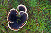 The basidiomycete fungus Trametes versicolor (Turkey Tail)