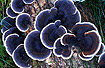 The fungus Trametes versicolor