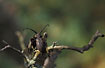 A longhorn beetle