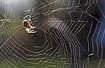 Female Araneus quadratus in her web