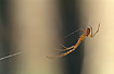 The spider Meta segmentata hanging in its silk
