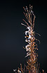 Photo ofRosebay Willowherb (Epilobium angustifolium (Chamaenerion angustifolium)). Photographer: 