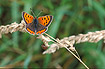 The butterfly Small copper