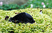 A Large Black Slug