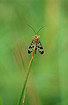 The scorpion fly Panorpa communis - female
