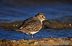 A Dunlin moulting from juvenile to first winter plumage
