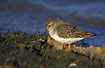 A dunlin in transitional plumage