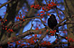 Male Blackbird surrounded by red berries