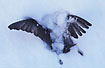 A dead Blackbird in the snow