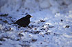 A male Blackbird eating fallen berries in the snow