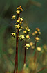 Round-leaved Wintergreen (ssp. maritima)