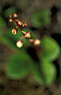 Foto af Klit-Vintergrn (Pyrola rotundifolia ssp. maritima). Fotograf: 