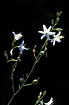 Foto af Grenet Edderkopurt (Anthericum ramosum). Fotograf: 
