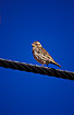 Photo ofRock Sparrow (Petronia petronia). Photographer: 