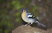 Male Chaffinch from Madeira