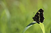 Photo ofMap Butterfly (Araschnia levana). Photographer: 