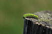 Caterpillar of Saturnia pavonia