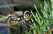 Close-up of Four-spotted Chaser