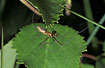 Common Stretch spider 