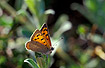 Photo ofSmall Copper (Lycaena phlaeas). Photographer: 