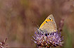 Small Copper on Sheeps-bit