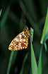 Photo ofSmall Pearl-bordered Fritillary (Clossiana selene). Photographer: 