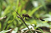 The dragonfly Orthetrum sabina