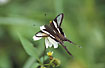 Photo of (Lamproptera curius). Photographer: 